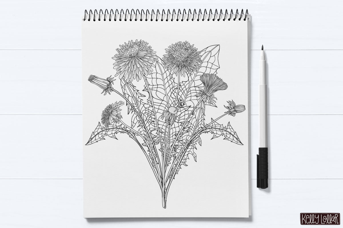 Year of Flowers Sketchbook Dandelions study in ink by Kelly Lollar
